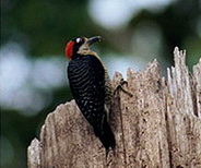 Black-cheeked Woodpecker Melanerpes pucherani.jpg