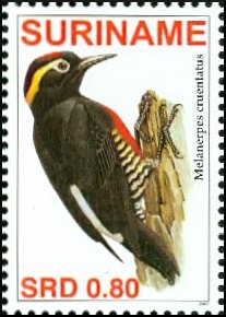 Yellow-tufted Woodpecker, Melanerpes cruentatus.jpg