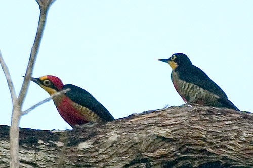 melfla8692-Yellow-fronted Woodpecker (Melanerpes flavifrons).jpg