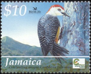 5-Jamaican Woodpecker (Melanerpes radiolatus).jpg