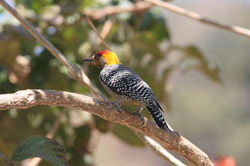 20070319-Golden-cheeked Woodpecker (Melanerpes chrysogenys).jpg