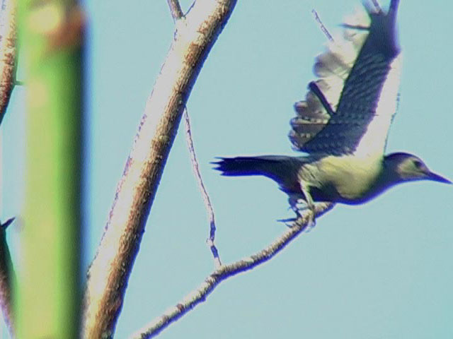 20030925AM082302tape180aaa Yucatan Woodpecker (Melanerpes pygmaeus).jpg