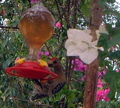 0116redheadwood-Red-crowned Woodpecker (Melanerpes rubricapillus).jpg