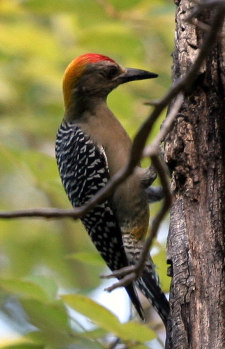 Hoffmann Woodpecker - Hoffmann\'s Woodpecker (Melanerpes hoffmannii).jpg