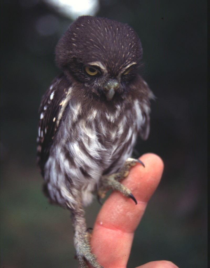 Ferruginos pygmy owl Ferruginous Pygmy-owl (Glaucidium brasilianum).jpg