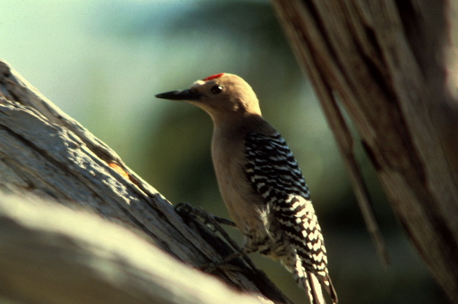 Gila Woodpecker (Melanerpes uropygialis).jpg