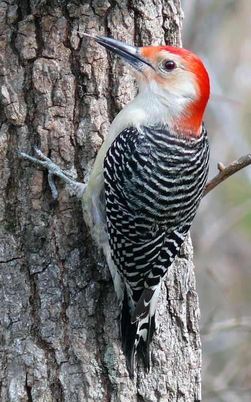 Red-bellied Woodpecker-27527-Red-bellied Woodpecker (Melanerpes carolinus).jpg