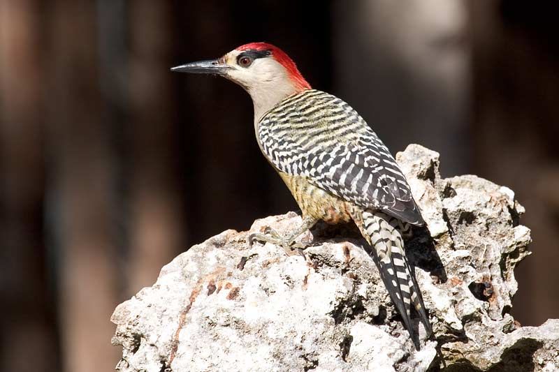 melsup12713-West Indian Woodpecker (Melanerpes superciliaris).jpg