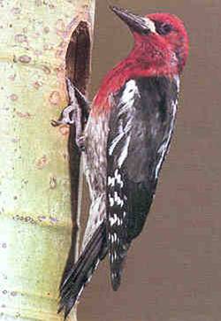 Red breasted Sapsucker23 Red-breasted Sapsucker (Sphyrapicus ruber).jpg