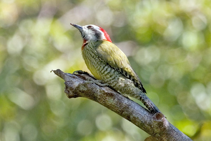 xipper12190-Cuban Green Woodpecker (Xiphidiopicus percussus).jpg