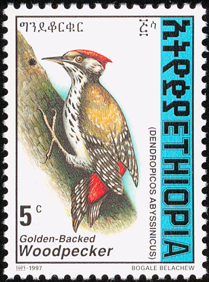eth199801l-Golden-backed Woopecker (Dendropicos abyssinicus).jpg
