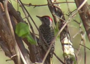 Cardinal Woodpecker (Dendropicos fuscescens).jpg