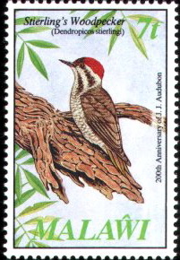 0733-Stierling\'s Woodpecker (Dendropicos stierlingi).jpg