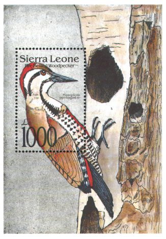 sierra200792b-Fire-bellied Woodpecker, Dendropicos pyrrhogaster.jpg
