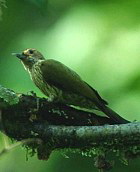 Elliot\'s Woodpecker(DM)-Dendropicos elliotii.jpg