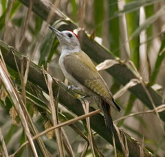 Grey woodpecker for wiki-Grey Woodpecker (Dendropicos goertae).jpg