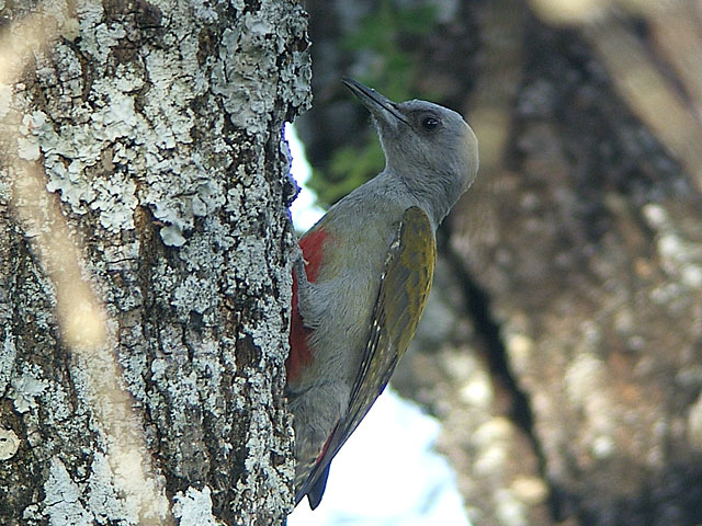 ss500058b-African Grey-headed Woodpecker, Dendropicos spodocephalus.jpg