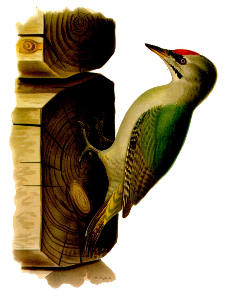 Picus canus 2-Grey-headed Woodpecker (Picus canus).jpg