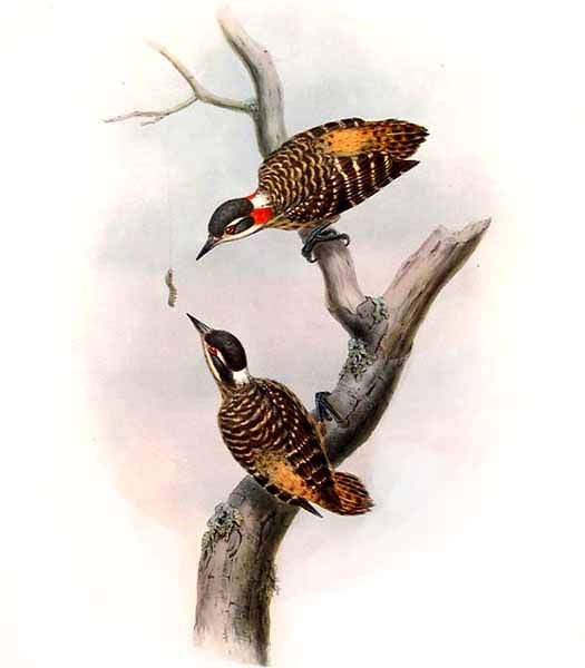 Dendrocopos temminckii by John Gould-Sulawesi Woodpecker (Dendrocopos temminckii).jpg