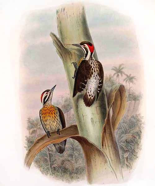 pic des philippines jogo 0g-Philippine Woodpecker (Dendrocopos maculatus).jpg