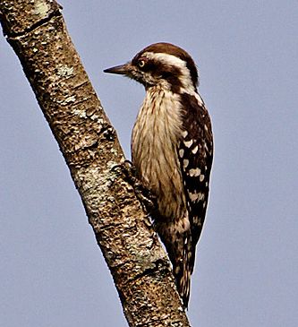 Brown-capped Woodpecker (Dendrocopos nanus).jpg