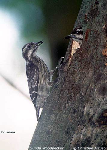 Sunda Woodpecker (Dendrocopos moluccensis).jpg