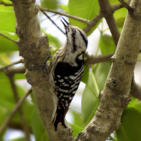 grey cap woodpecker 8ra-Grey-capped Woodpecker (Dendrocopos canicapillus).jpg