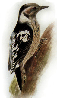 bi47-아물쇠딱다구리 Dendrocopos canicapillus (Grey-capped Woodpecker).jpg