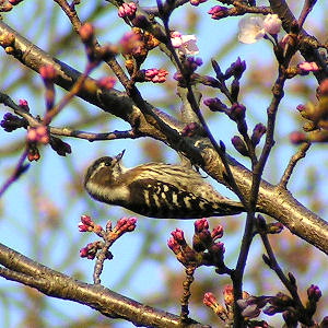Kogera 05z7591s-Pygmy Woodpecker Dendrocopos kizuki.jpg