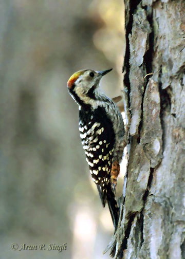 brown fronted woodpecker 8aps -Brown-fronted Woodpecker (Dendrocopos auriceps).jpg