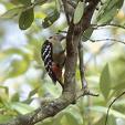 Stripe-breasted Woodpecker (Dendrocopos atratus).jpg