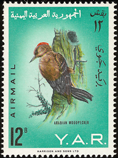 yea196509l Arabian Woodpecker (Dendrocopos dorae).jpg