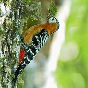 prufous bellied woodpecker8 Rufous-bellied Woodpecker Dendrocopos hyperythrus.jpg