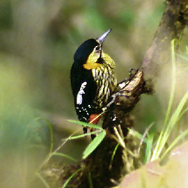 sc darjeeling pied woodpecker8 Dendrocopos darjellensis Darjeeling Woodpecker.jpg