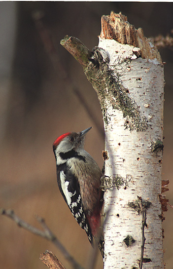 Dendrocopos medius (Marek Szczepanek) Middle Spotted Woodpecker (Dendrocopos medius).jpg