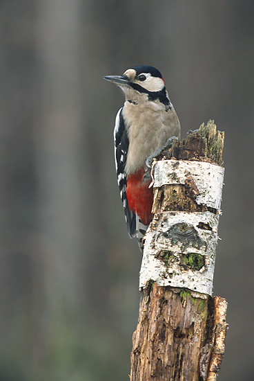 Dendrocopos major 2 (Marek Szczepanek) Great Spotted Woodpecker (Dendrocopos major).jpg