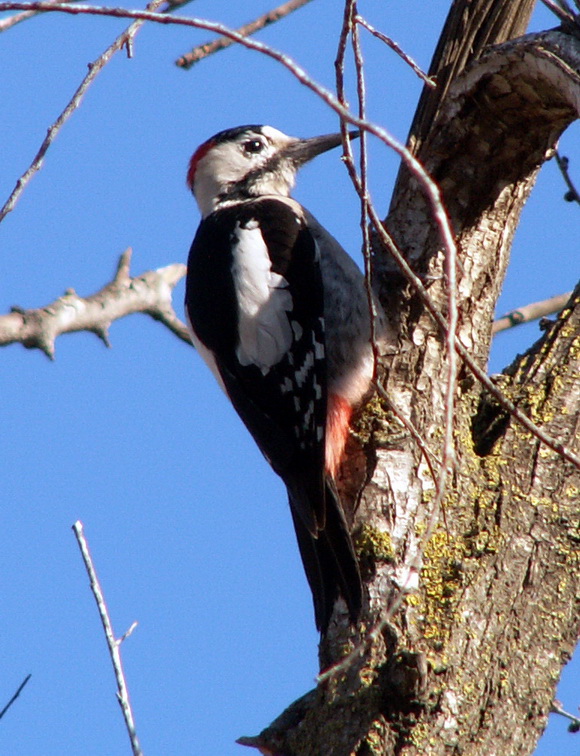 Syrian-Woodpecker-20051218m023-Syrian Woodpecker (Dendrocopos syriacus).jpg