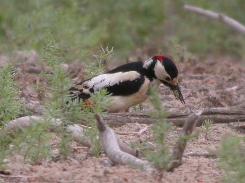 White-winged Woodpecker (Dendrocopos leucopterus).jpg