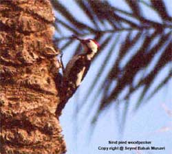 pied-woodpecker-1204-Sind Pied Woodpecker Dendrocopos assimilis.jpg