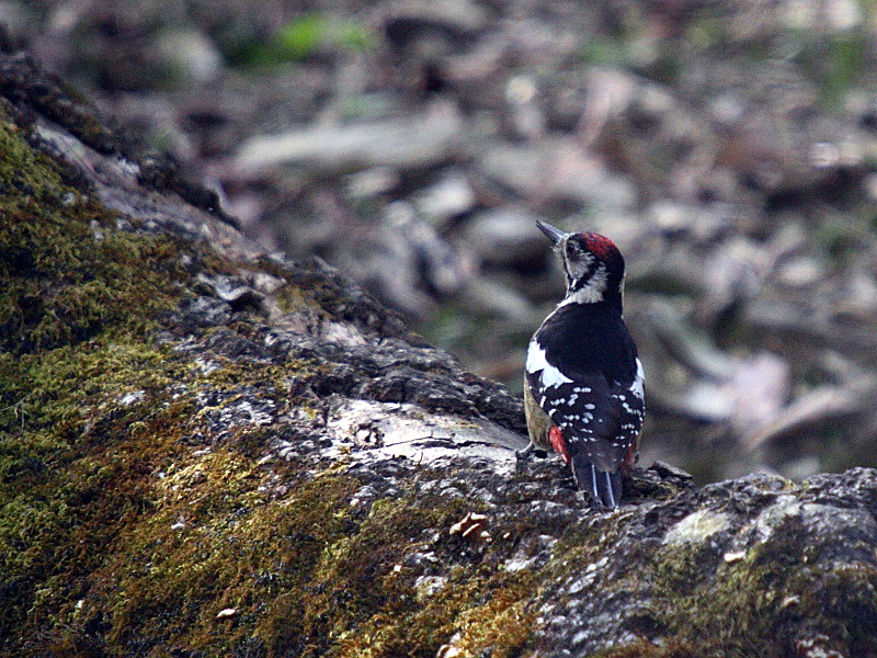 Himalayan Woodpecker (Dendrocopos himalayensis).jpg