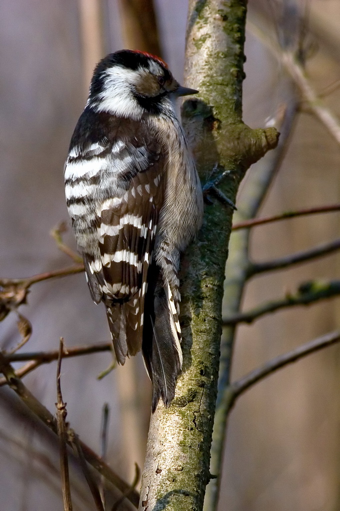 Picoides Minor Back - Lesser Spotted Woodpecker (Picoides minor).jpg