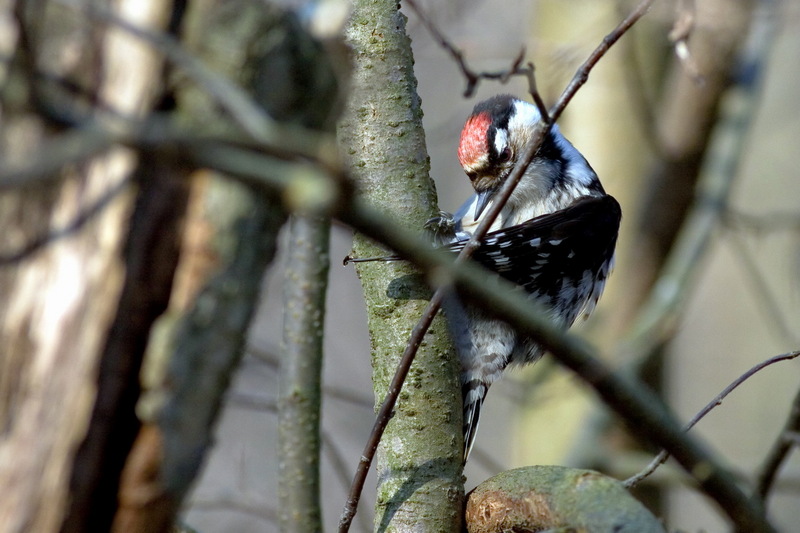Dendrocopos Minor Natural Habitat - Lesser Spotted Woodpecker (Picoides minor).jpg