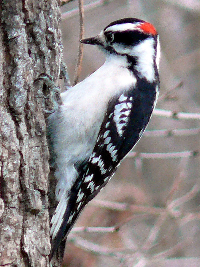 Downy Woodpecker-Male-Picoides pubescens.jpg