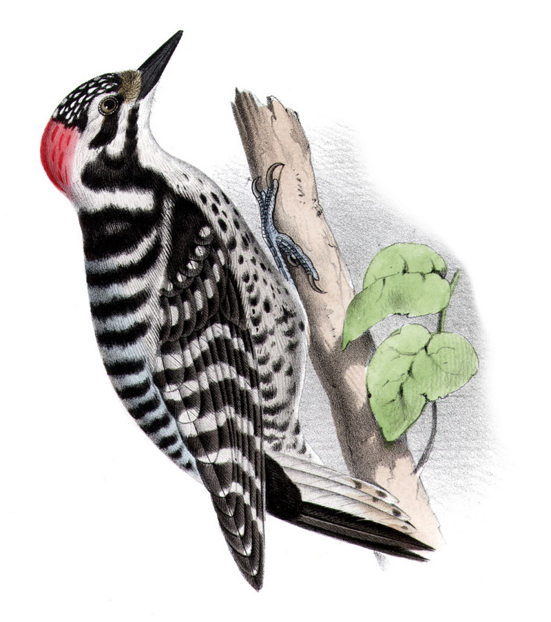 Picoides nuttalliiAQBIP03CA Nuttall\'s Woodpecker (Picoides nuttallii).jpg