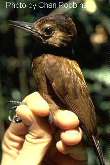h13910pi-Smoky-brown woodpecker Veniliornis fumigatus.jpg