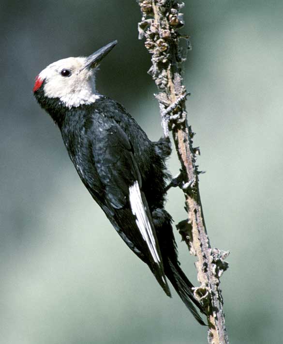 Picoides albolarvatus FWS White-headed Woodpecker (Picoides albolarvatus).jpg