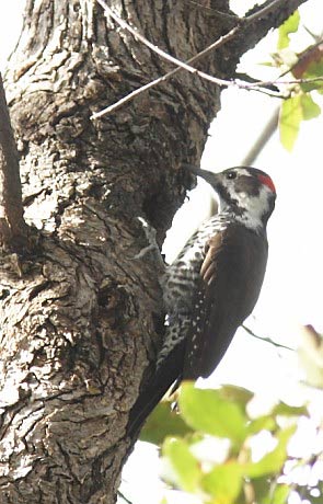strickland wp-Strickland\'s Woodpecker (Picoides stricklandi).jpg