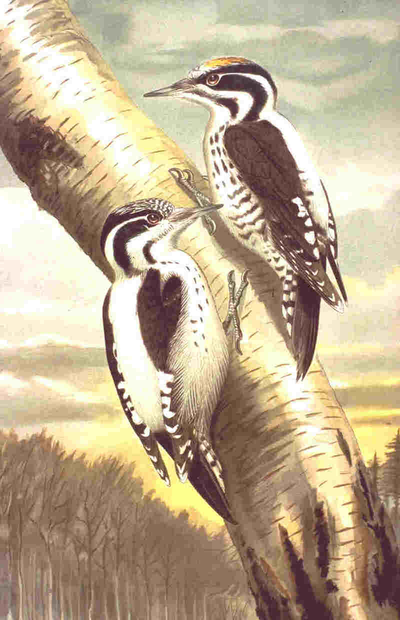 Picoides tridactylus NAUMANN Eurasian Three-toed Woodpecker (Picoides tridactylus).jpg