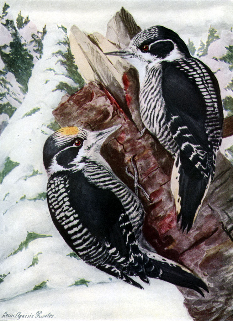 Picoides tridactylus AAP061A American Three-toed Woodpecker (Picoides dorsalis).jpg