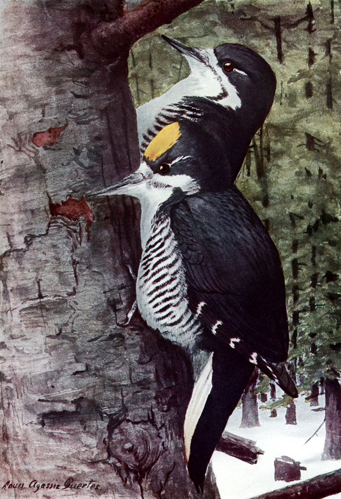 Picoides arcticus AAP060A Black-backed Woodpecker (Picoides arcticus).jpg